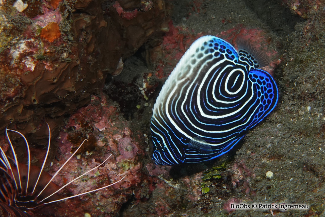 Poisson-ange empereur - Pomacanthus imperator - Patrick Ingremeau - BioObs