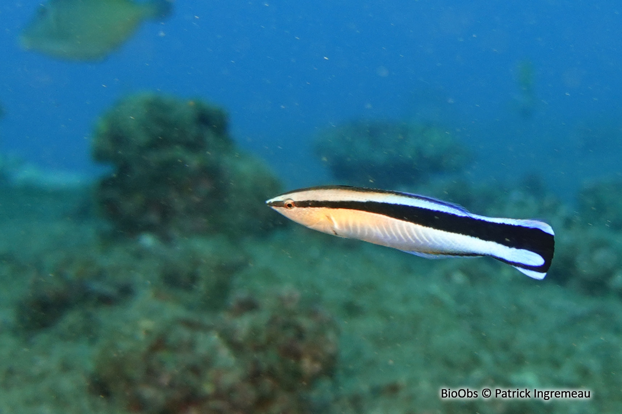 Labre nettoyeur commun - Labroides dimidiatus - Patrick Ingremeau - BioObs