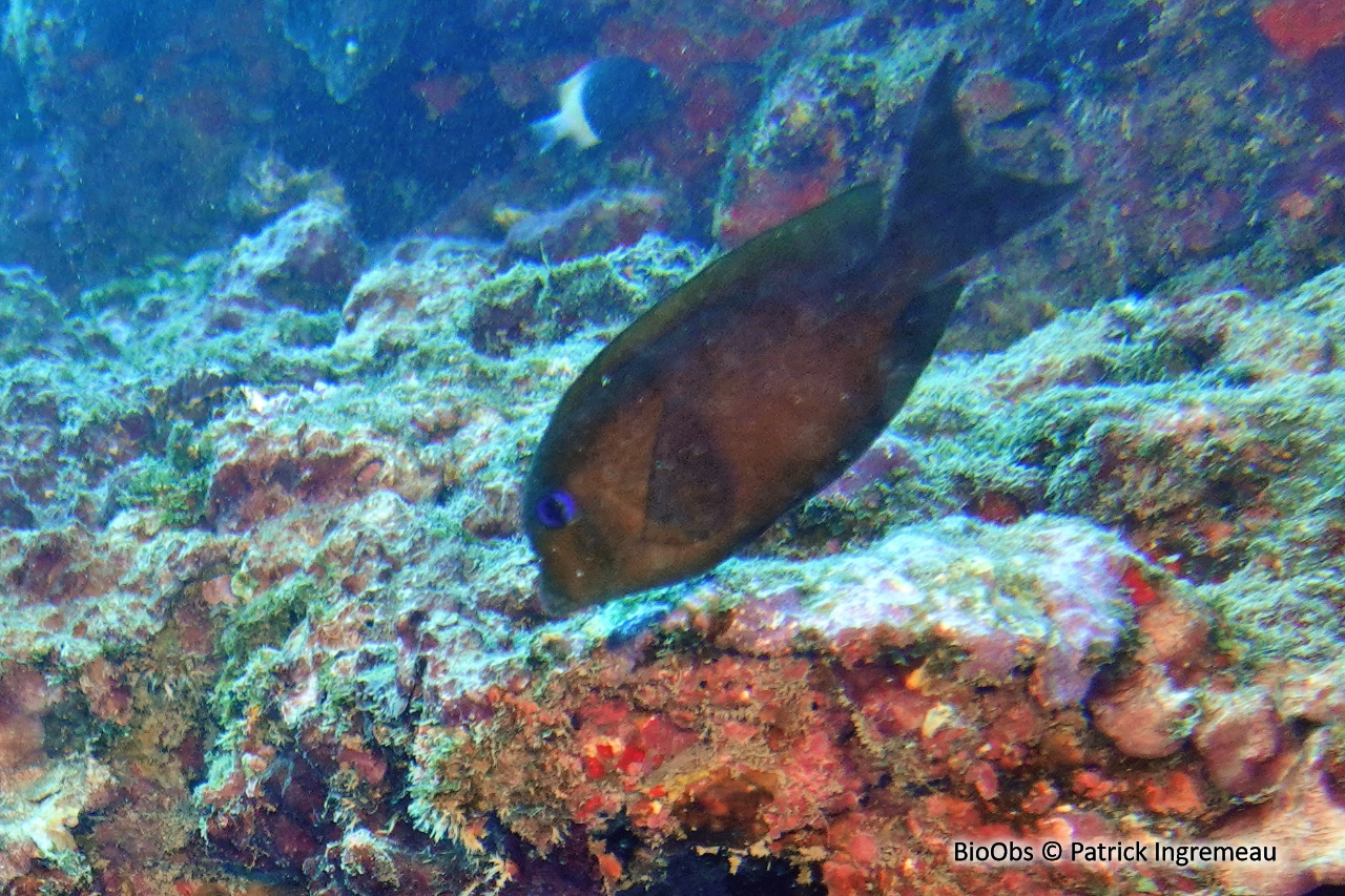 Poisson chirurgien à deux taches - Ctenochaetus binotatus - Patrick Ingremeau - BioObs