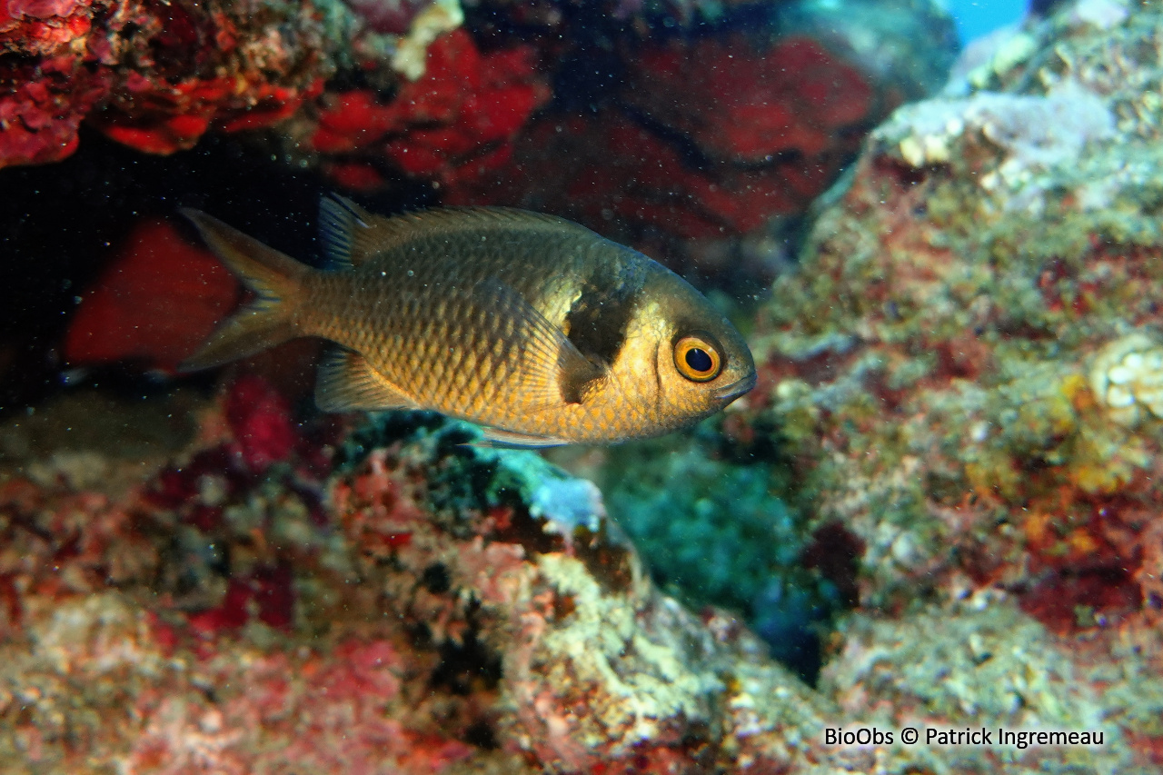 Chromis double barre des Mascareignes - Chromis torquata - Patrick Ingremeau - BioObs