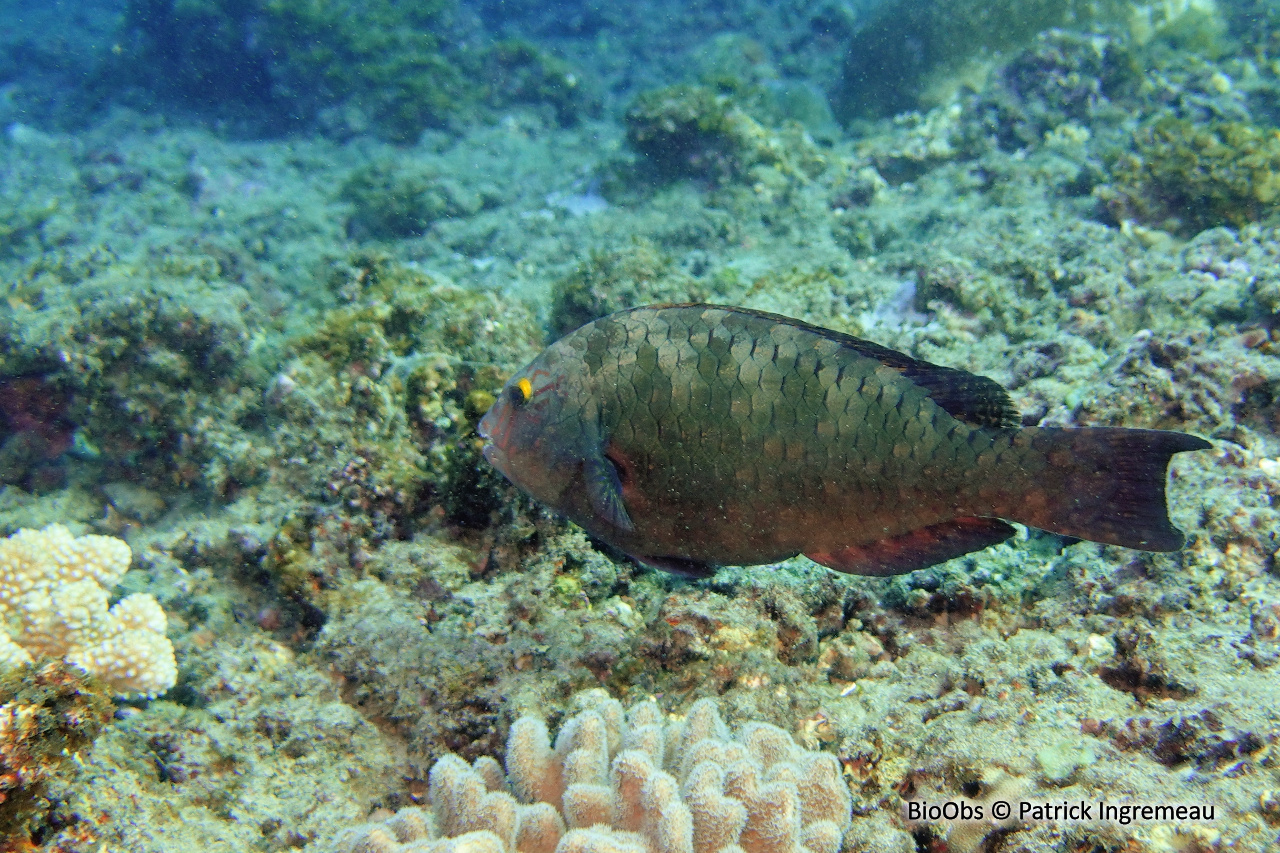 Perroquet des Carolines - Calotomus carolinus - Patrick Ingremeau - BioObs