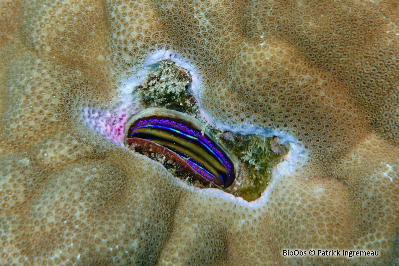 Huître corallicole - Pedum spondyloideum - Patrick Ingremeau - BioObs