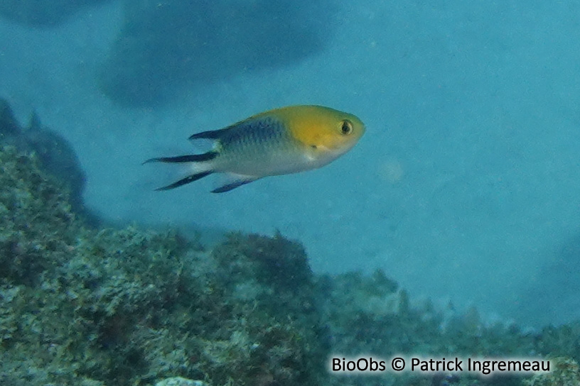 Demoiselle de Richardson - Pomachromis richardsoni - Patrick Ingremeau - BioObs