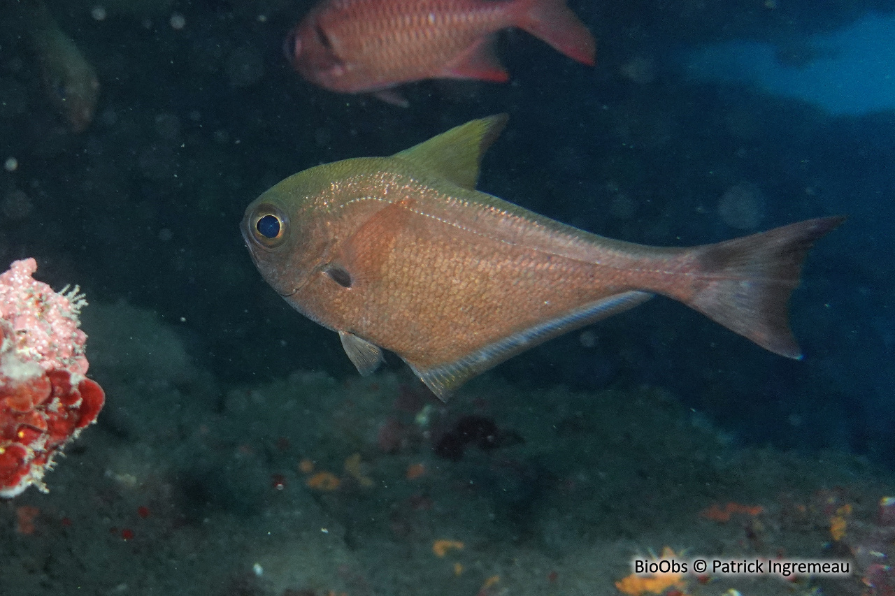 Poisson-hachette - Pempheris vanicolensis - Patrick Ingremeau - BioObs