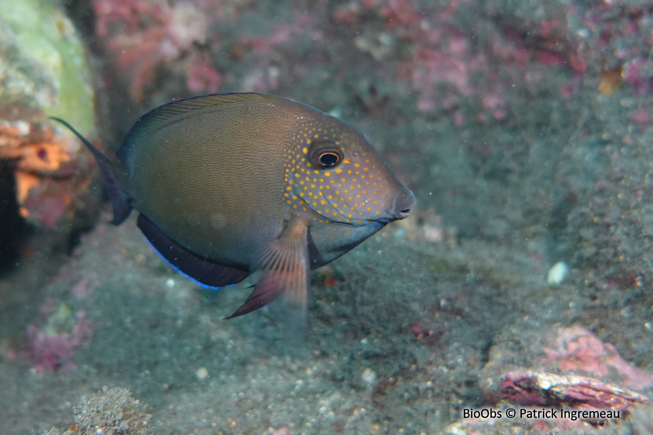 Chirurgien brun-noir - Acanthurus nigrofuscus - Patrick Ingremeau - BioObs