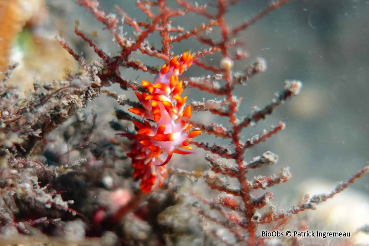 Cuthona du Siboga - Trinchesia sibogae - Patrick Ingremeau - BioObs