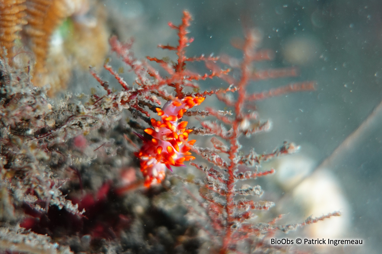 Cuthona du Siboga - Trinchesia sibogae - Patrick Ingremeau - BioObs