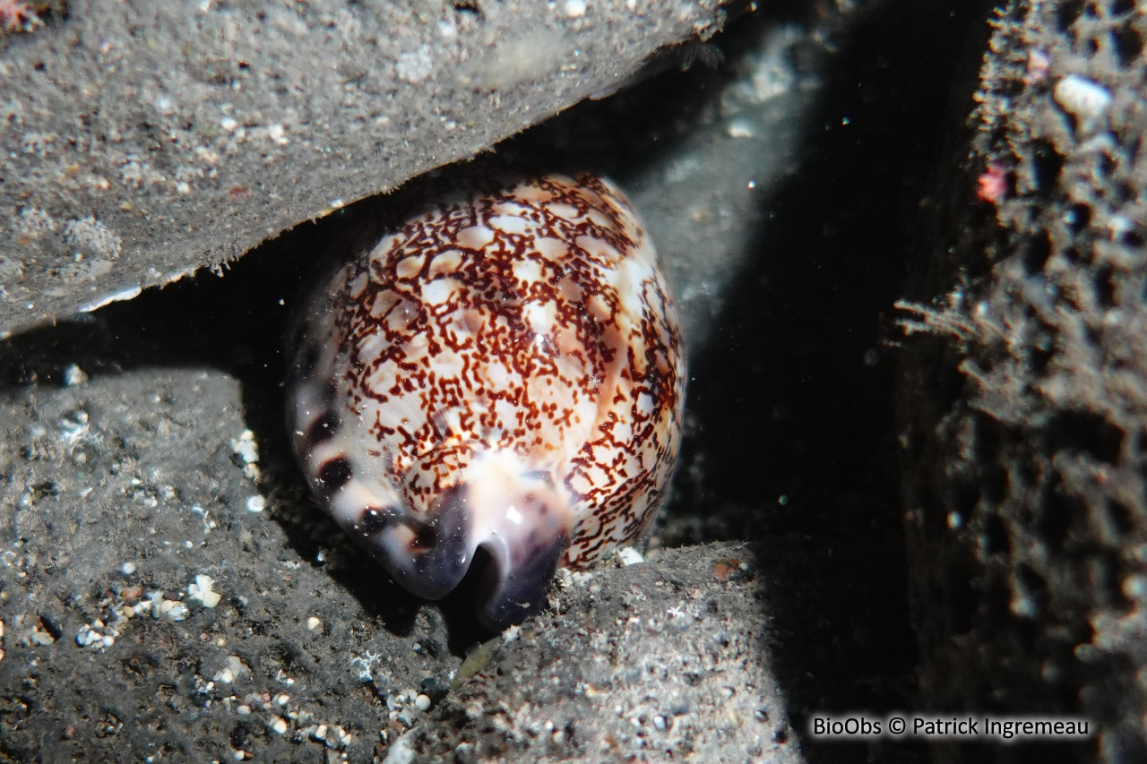 Porcelaine arabe - Mauritia arabica - Patrick Ingremeau - BioObs