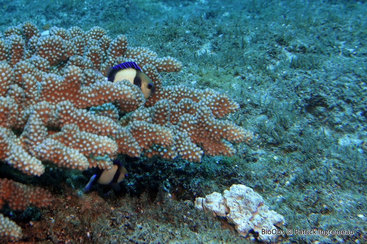 Demoiselle obscure - Dascyllus carneus - Patrick Ingremeau - BioObs