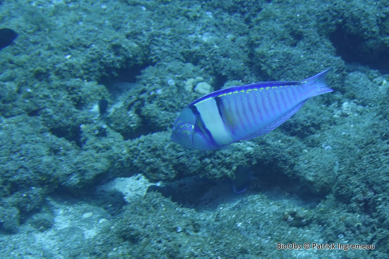 Labre annelé - Hologymnosus annulatus - Patrick Ingremeau - BioObs