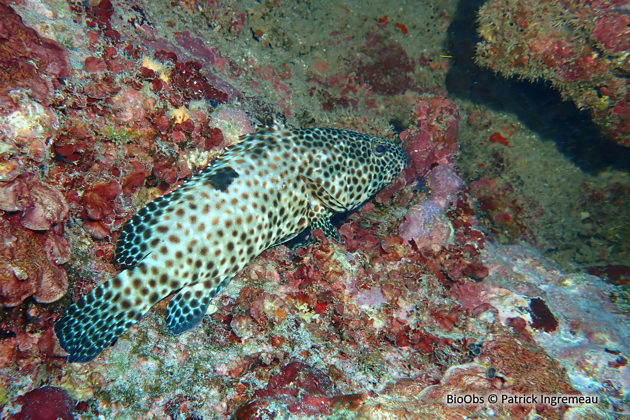 Mérou dossard - Epinephelus melanostigma - Patrick Ingremeau - BioObs