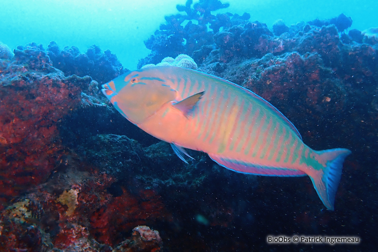 Labre annelé - Hologymnosus annulatus - Patrick Ingremeau - BioObs