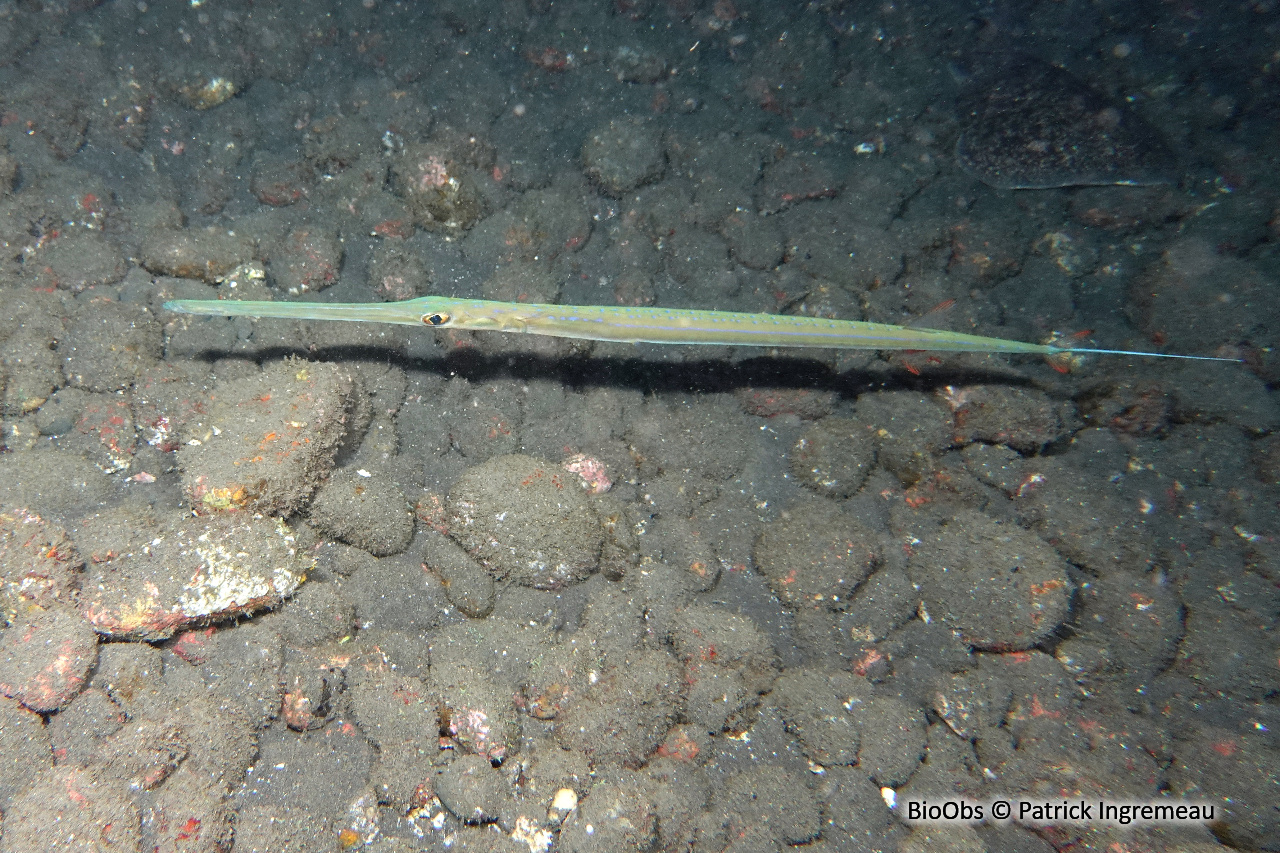 Poisson-flûte à taches bleues - Fistularia commersonii - Patrick Ingremeau - BioObs