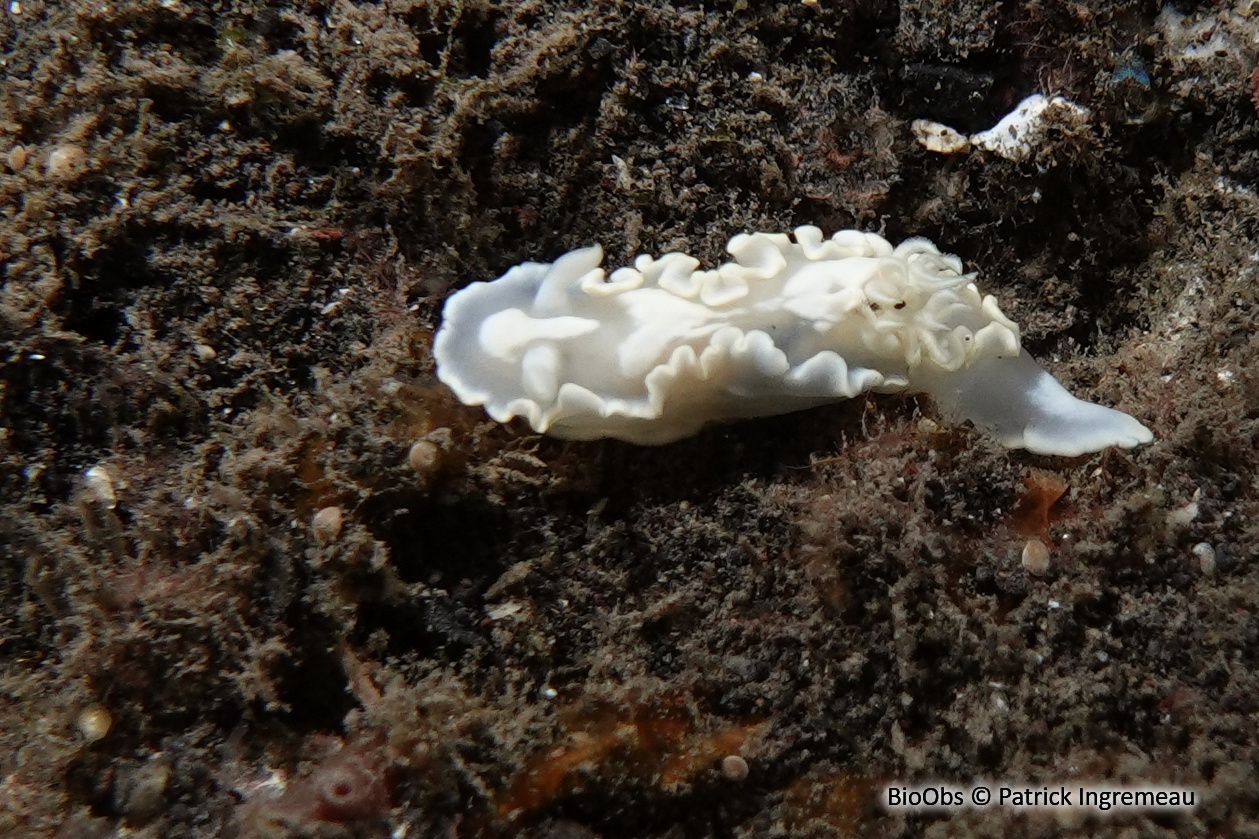 Glossodoris immaculée - Glossodoris pallida - Patrick Ingremeau - BioObs