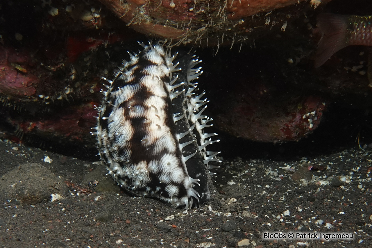 Porcelaine tigre - Cypraea tigris - Patrick Ingremeau - BioObs
