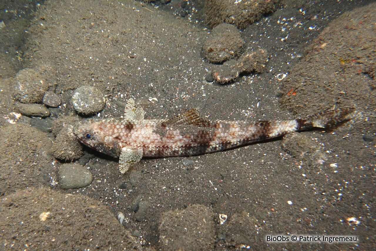 Anoli grêle - Saurida gracilis - Patrick Ingremeau - BioObs