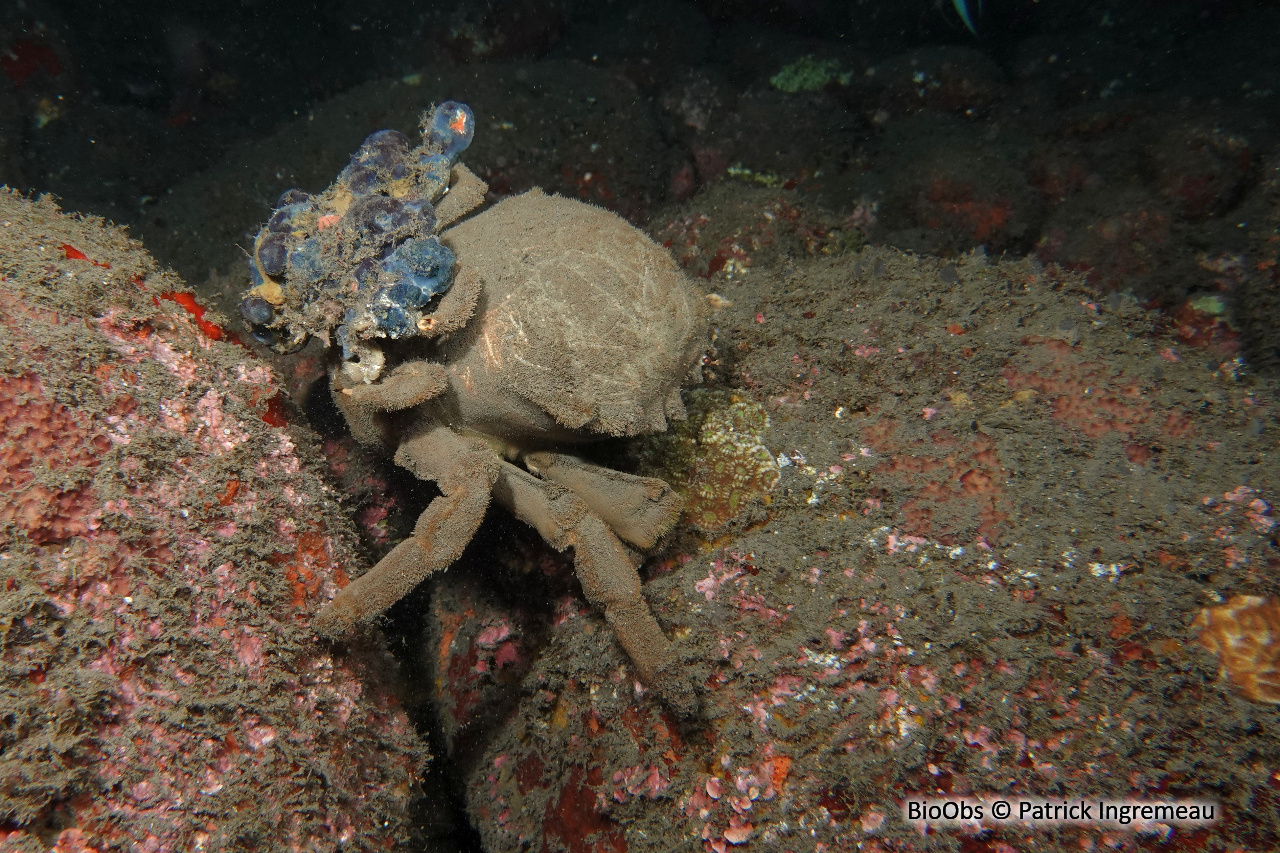 Dromie dormeuse - Tumidodromia dormia - Patrick Ingremeau - BioObs