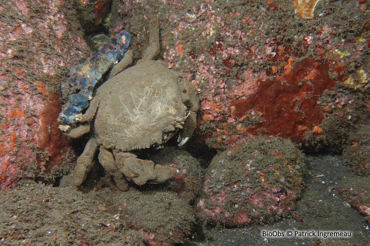 Dromie dormeuse - Tumidodromia dormia - Patrick Ingremeau - BioObs