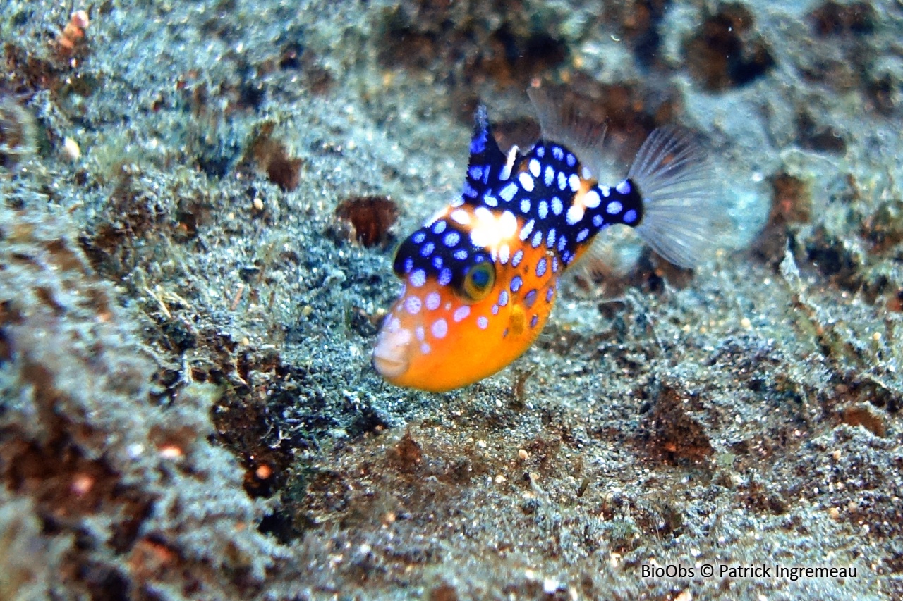 Baliste à rides bleues - Pseudobalistes fuscus - Patrick Ingremeau - BioObs