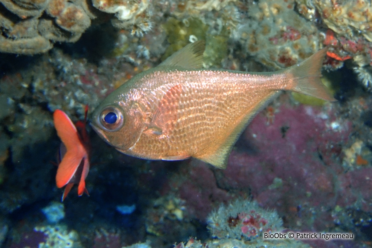 Poisson-hachette - Pempheris vanicolensis - Patrick Ingremeau - BioObs