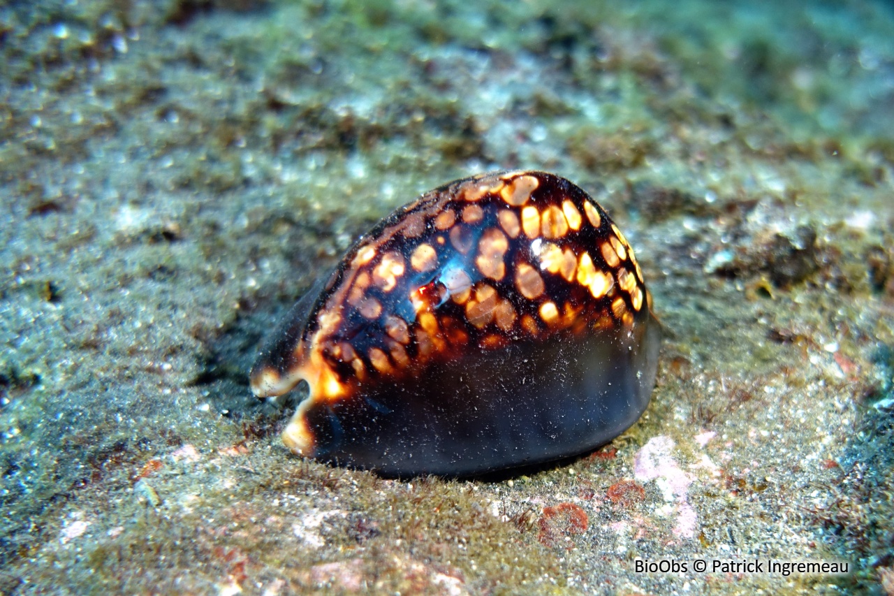 Porcelaine de Maurice - Mauritia mauritiana - Patrick Ingremeau - BioObs