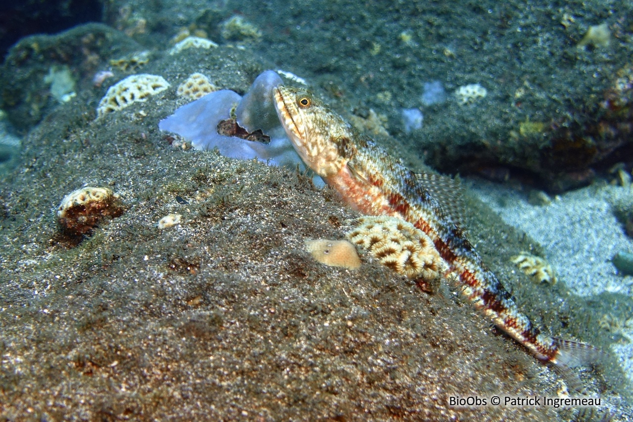 Anoli grêle - Saurida gracilis - Patrick Ingremeau - BioObs