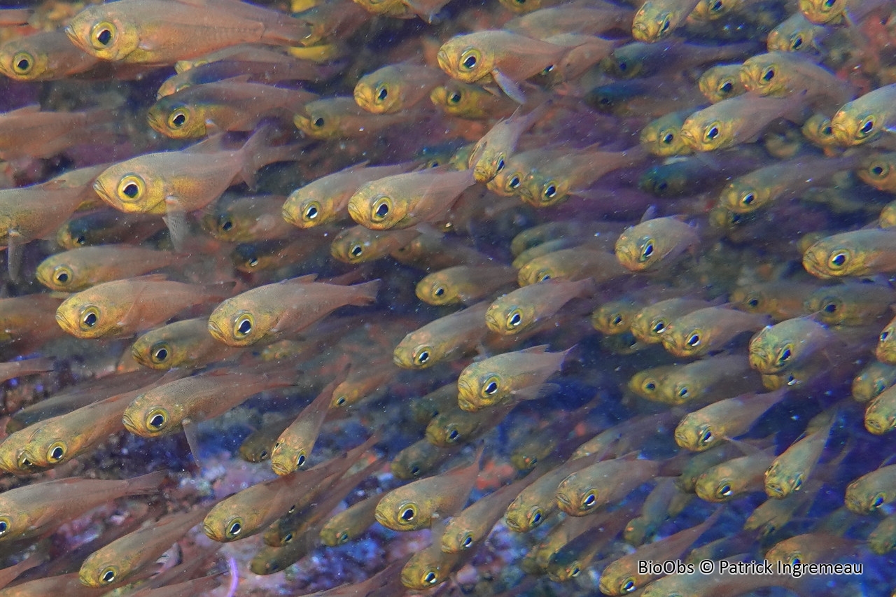 Poisson-hachette nain - Parapriacanthus ransonneti - Patrick Ingremeau - BioObs