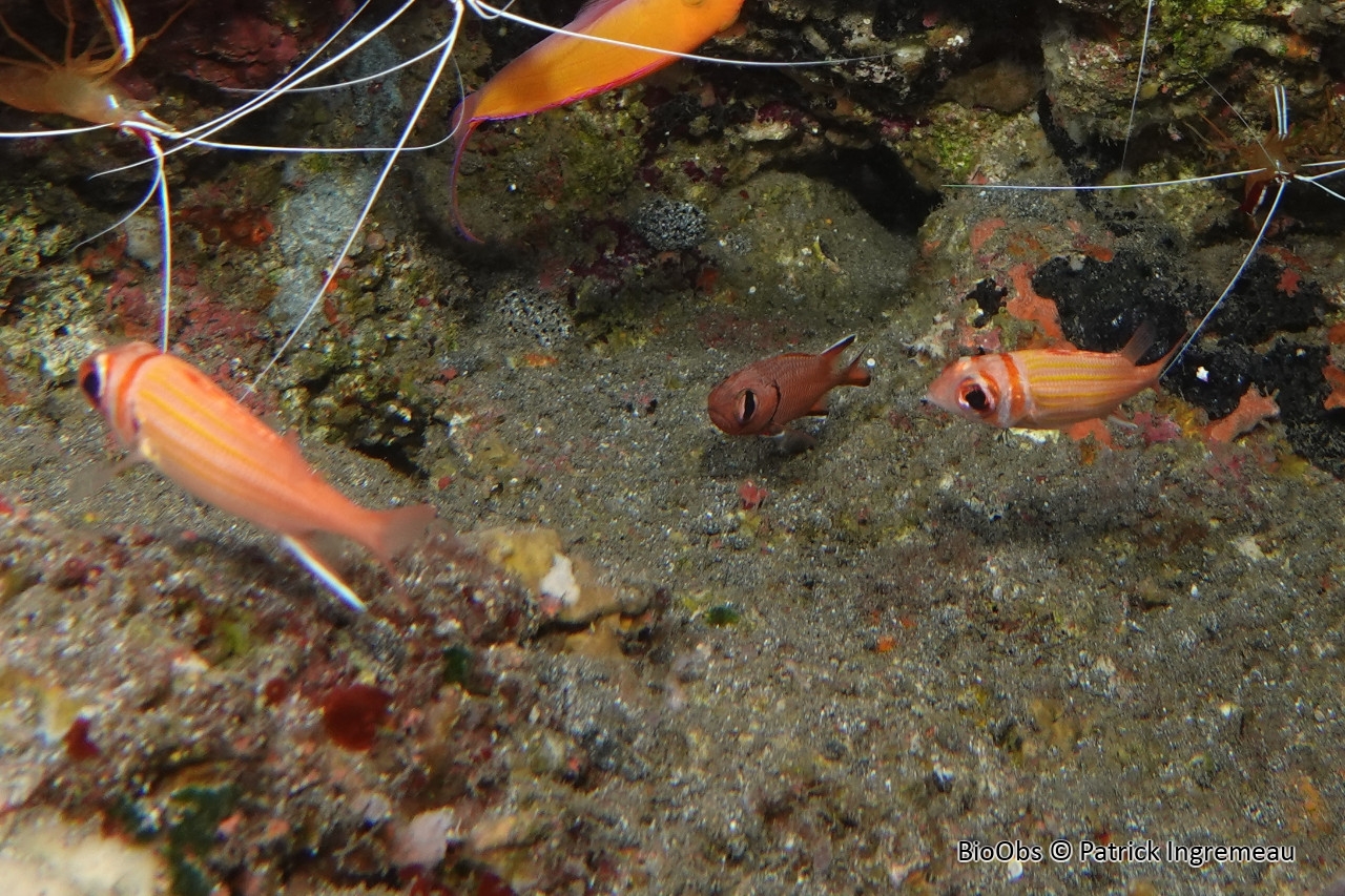 Poisson-écureuil à bandes jaunes - Neoniphon aurolineatus - Patrick Ingremeau - BioObs