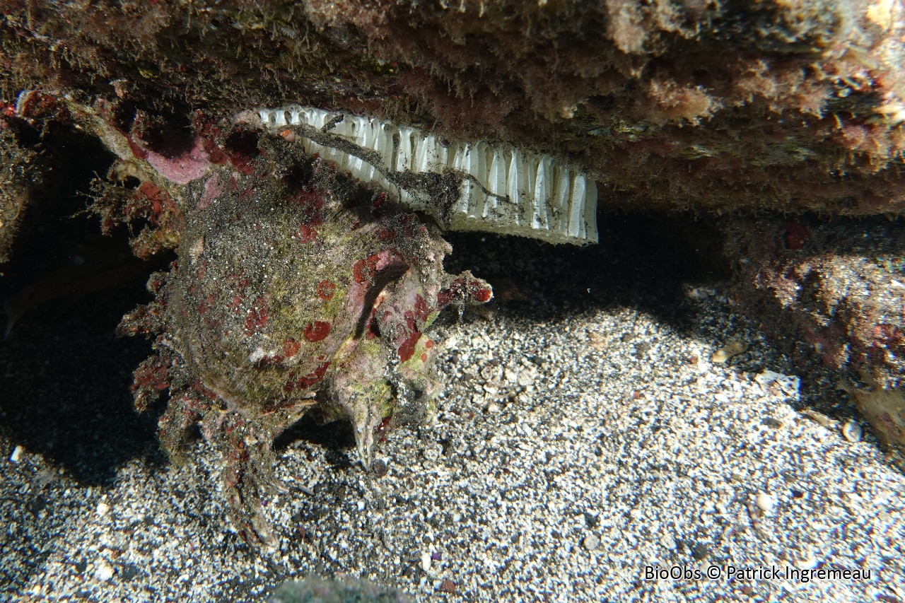 Ponte de Murex rameux - Chicoreus - Patrick Ingremeau - BioObs