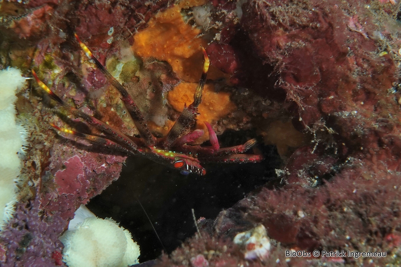 Crabe plat de Guinot - Percnon guinotae - Patrick Ingremeau - BioObs