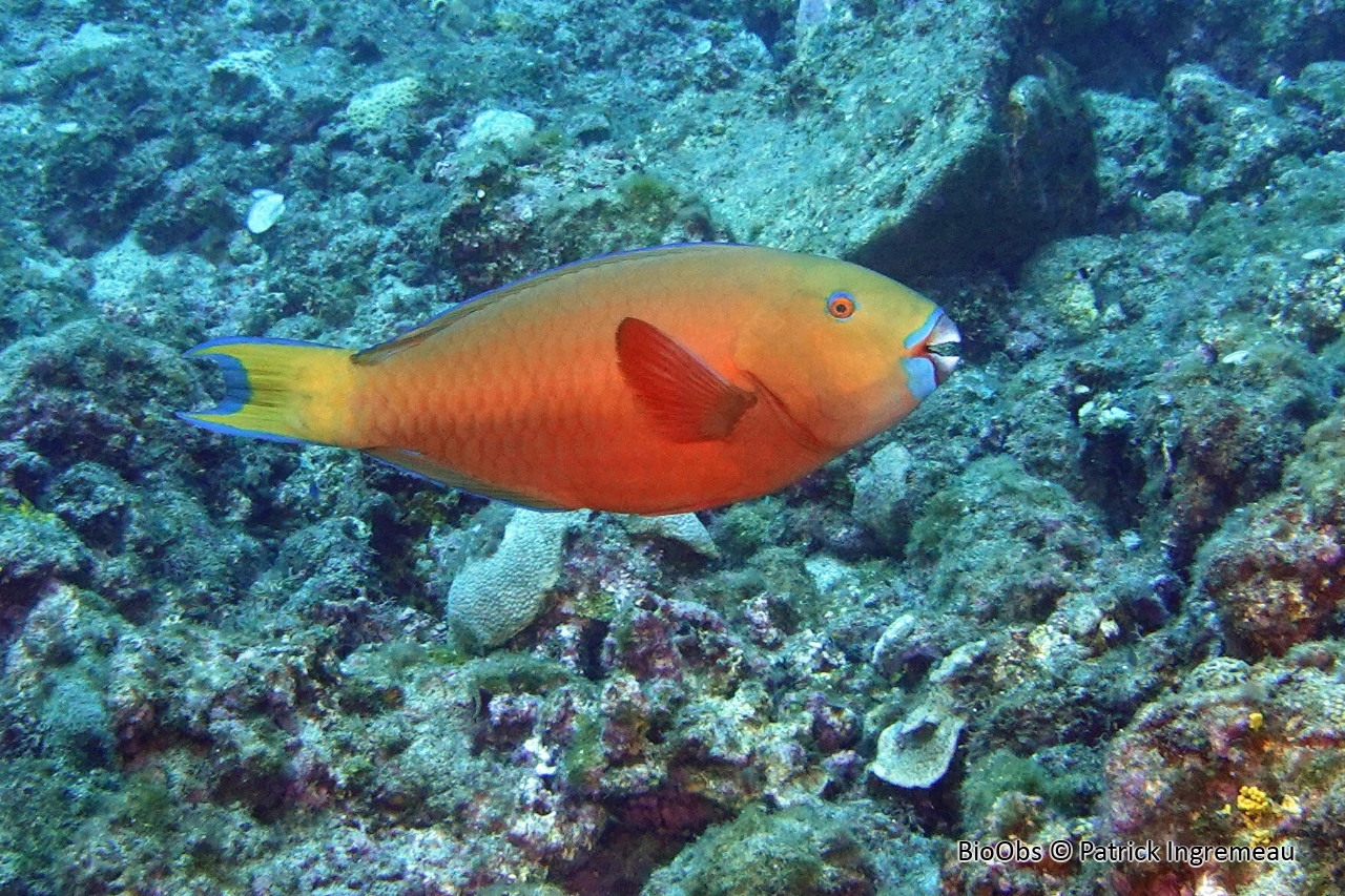 Perroquet grand bleu - Chlorurus strongylocephalus - Patrick Ingremeau - BioObs