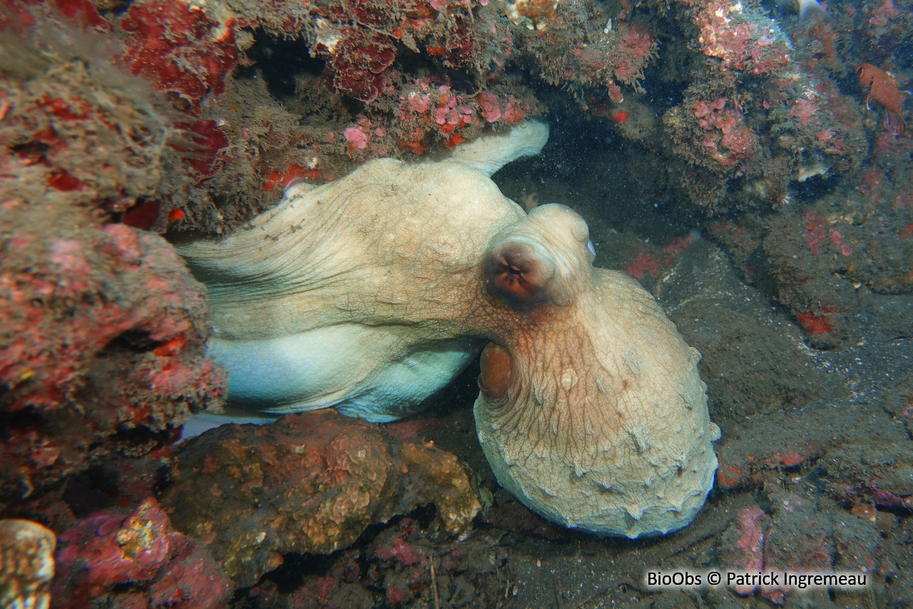 Poulpe de récif - Octopus cyanea - Patrick Ingremeau - BioObs