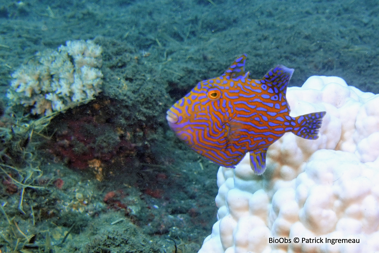 Baliste à rides bleues - Pseudobalistes fuscus - Patrick Ingremeau - BioObs