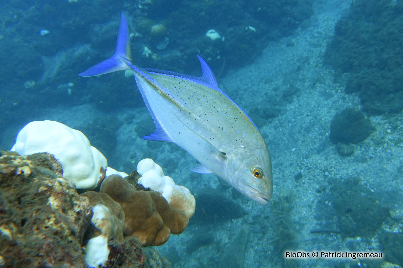 Carangue bleue - Caranx melampygus - Patrick Ingremeau - BioObs