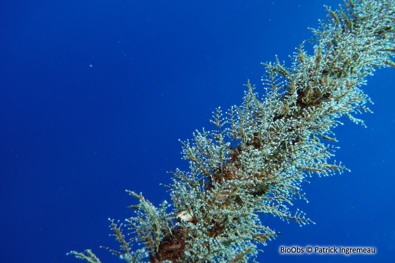 Hydraire des amarres - Pennaria disticha - Patrick Ingremeau - BioObs