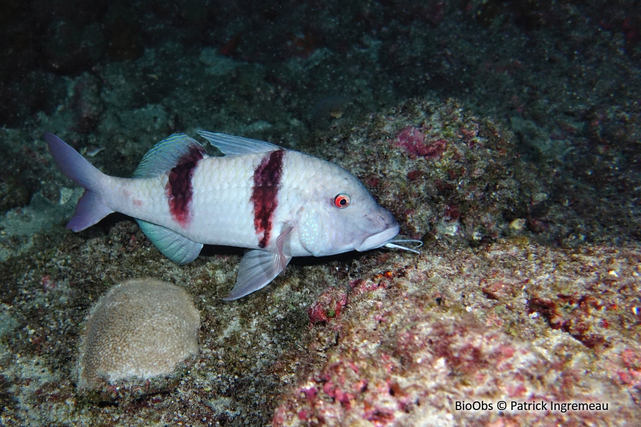 Capucin manuel - Parupeneus trifasciatus - Patrick Ingremeau - BioObs