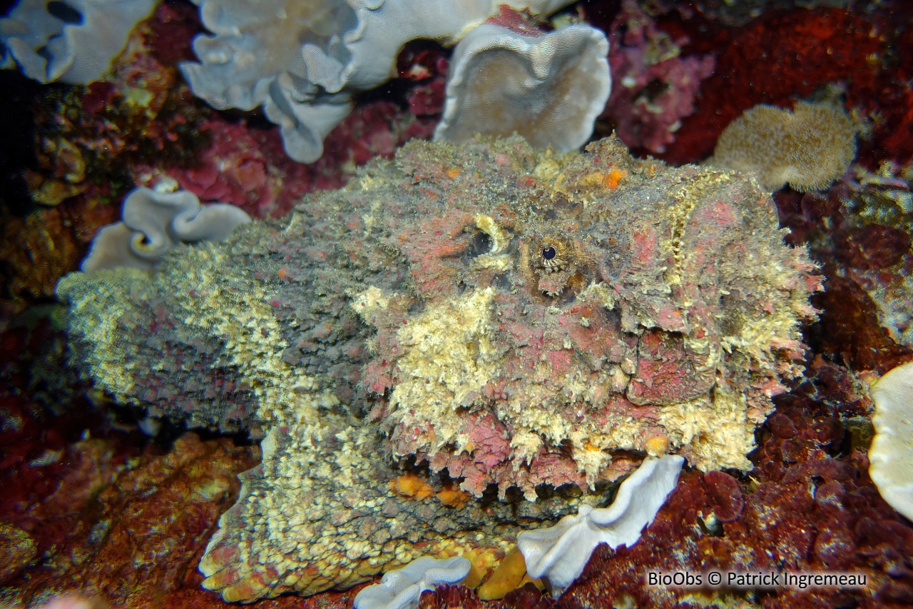 Poisson-pierre commun - Synanceia verrucosa - Patrick Ingremeau - BioObs