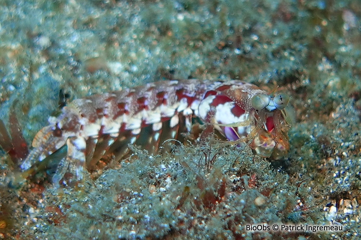 Squille à rostre court - Odontodactylus brevirostris - Patrick Ingremeau - BioObs