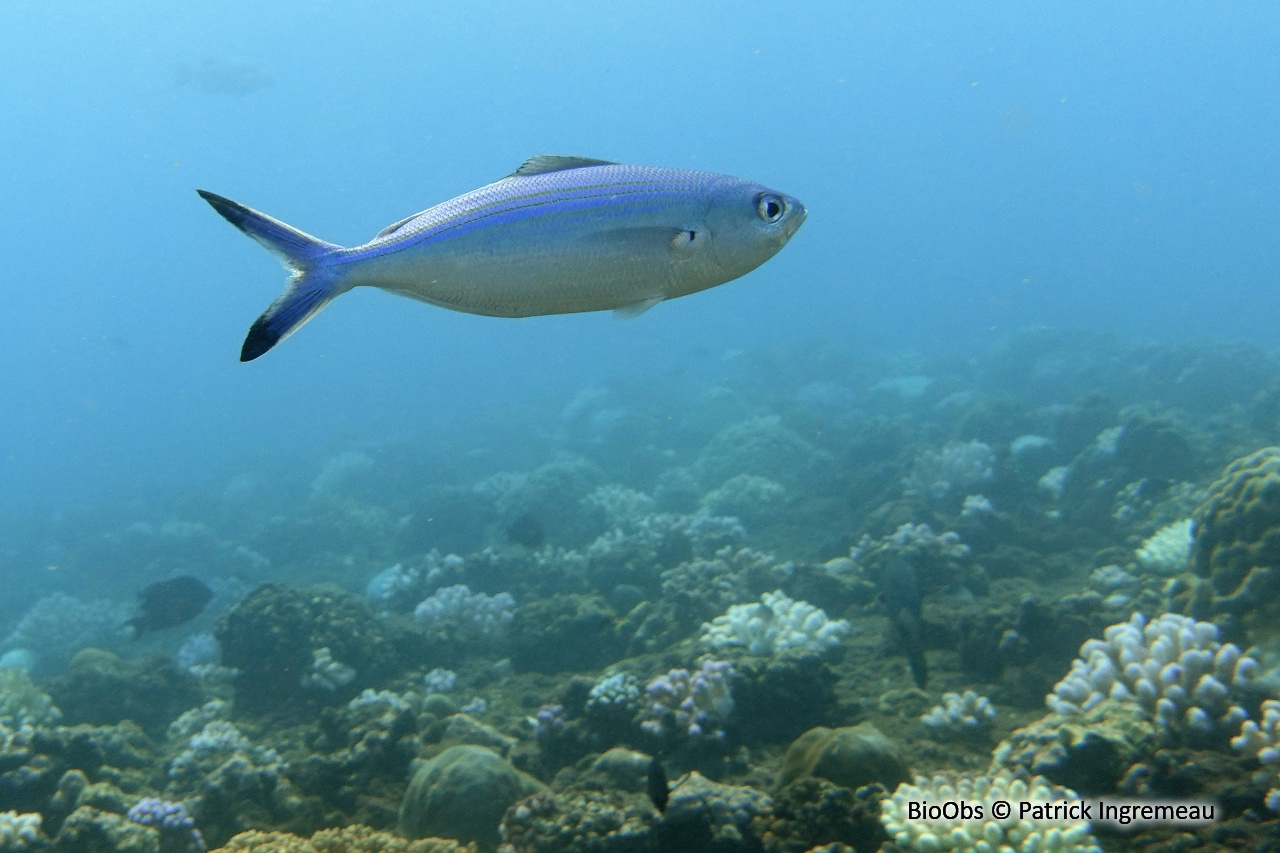 Caesio à croissant - Caesio lunaris - Patrick Ingremeau - BioObs