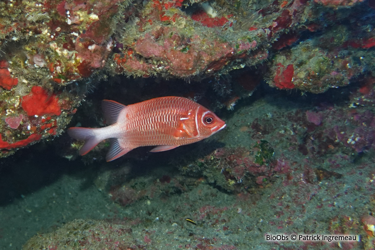 Poisson-écureuil à queue blanche - Sargocentron caudimaculatum - Patrick Ingremeau - BioObs