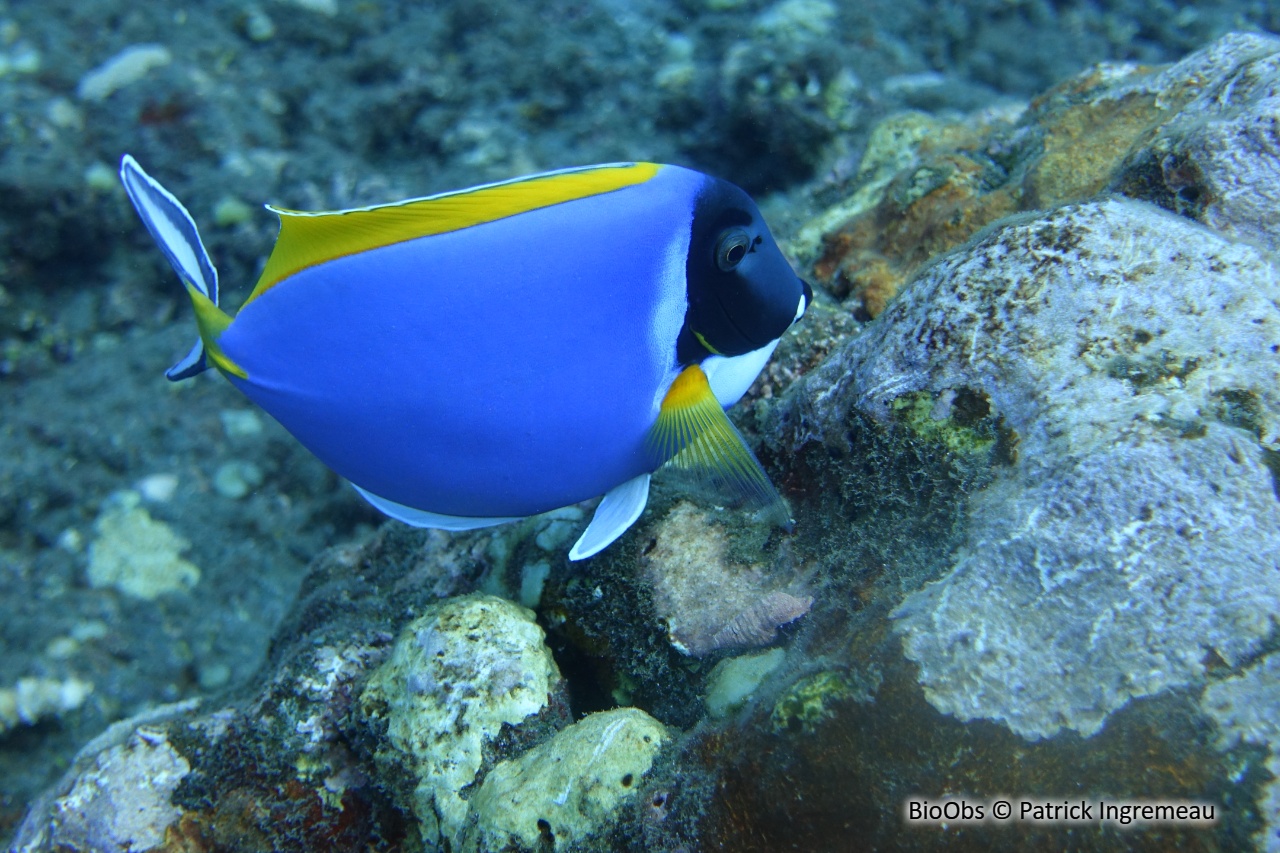 Chirurgien à poitrine blanche - Acanthurus leucosternon - Patrick Ingremeau - BioObs