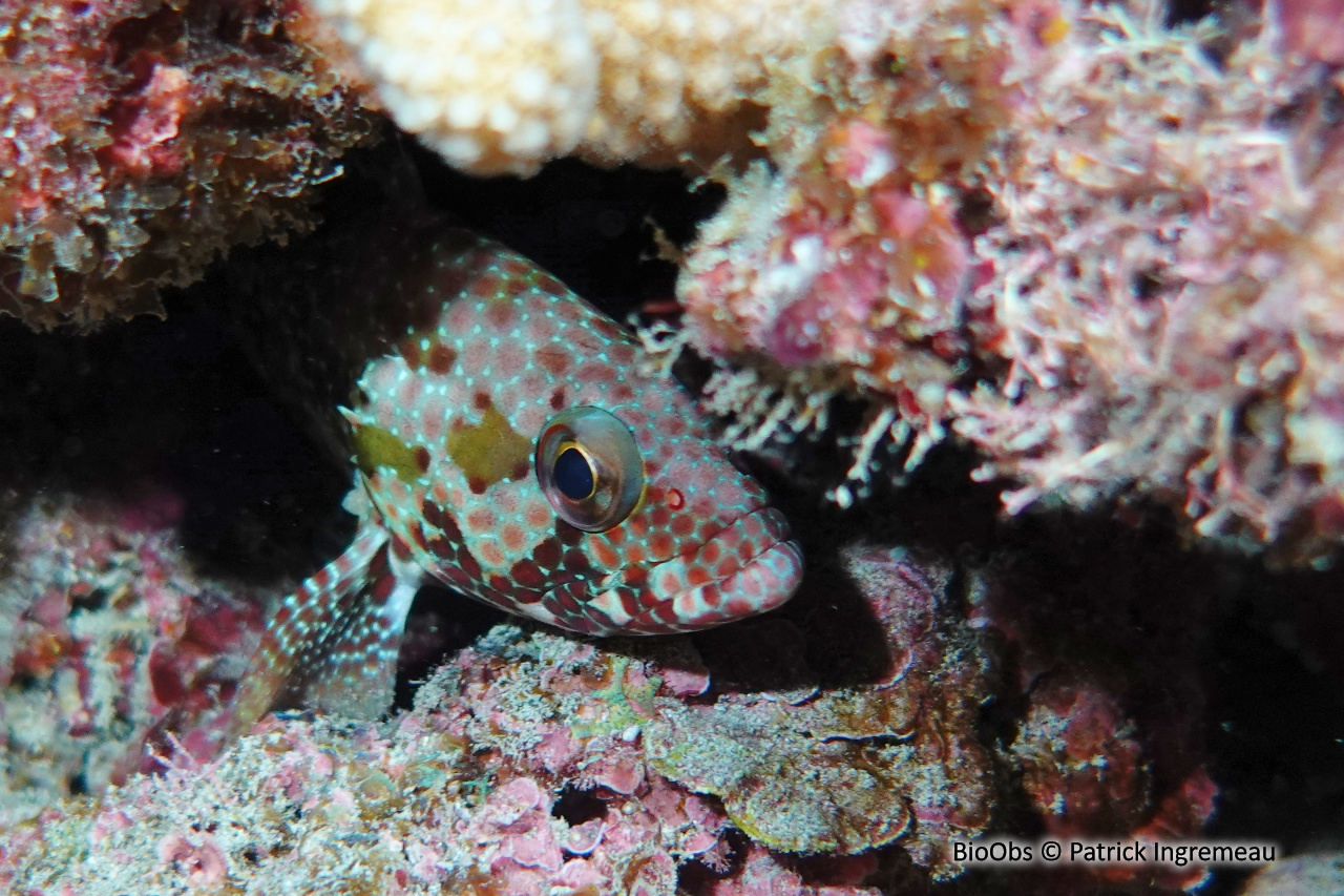 Mérou mélifère - Epinephelus hexagonatus - Patrick Ingremeau - BioObs