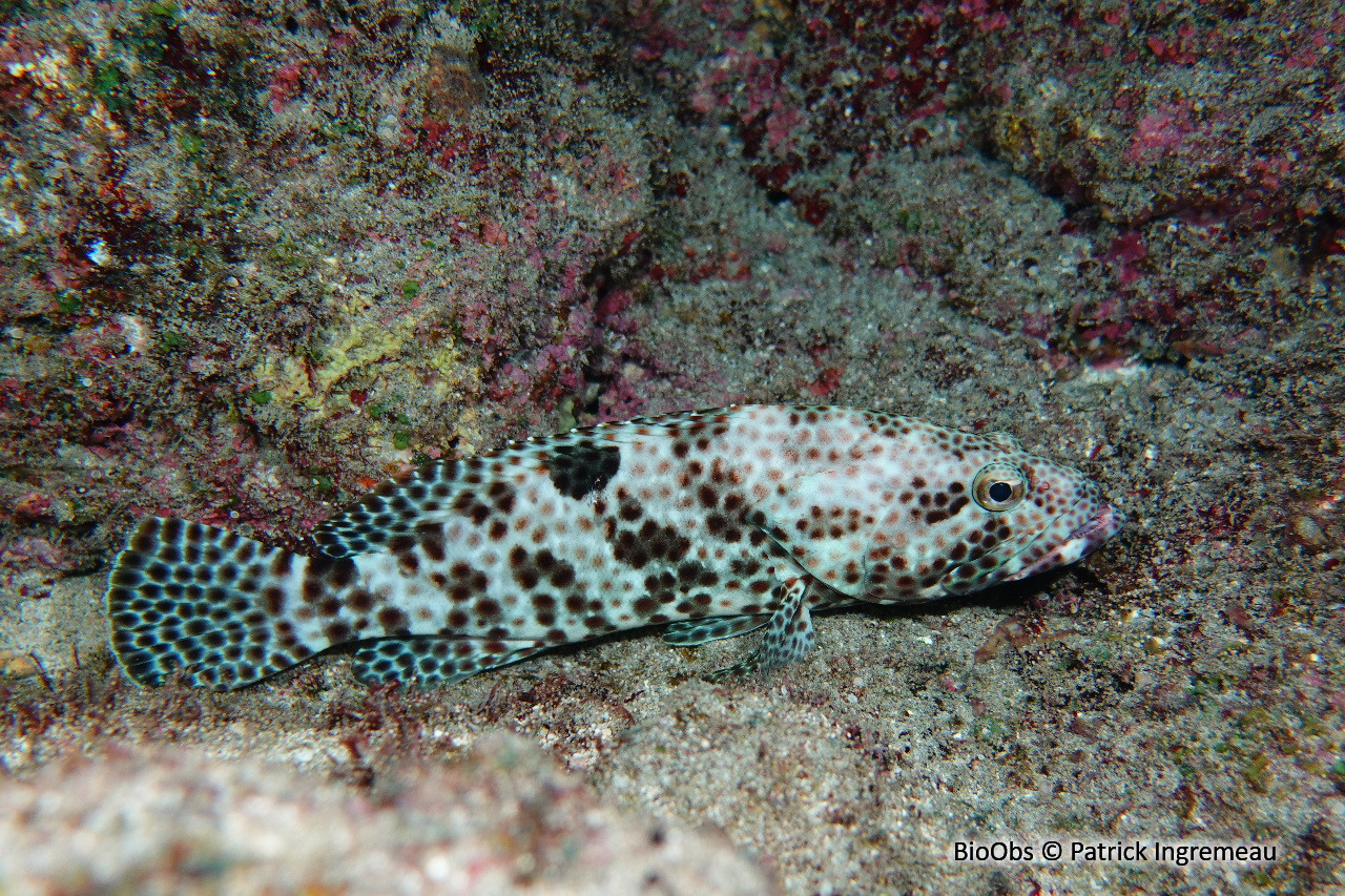 Mérou dossard - Epinephelus melanostigma - Patrick Ingremeau - BioObs