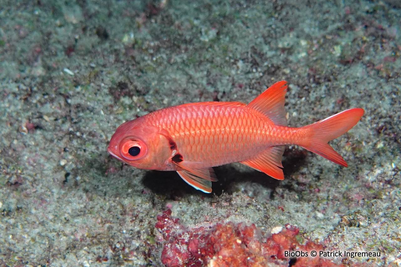 Poisson-soldat rouge - Myripristis pralinia - Patrick Ingremeau - BioObs