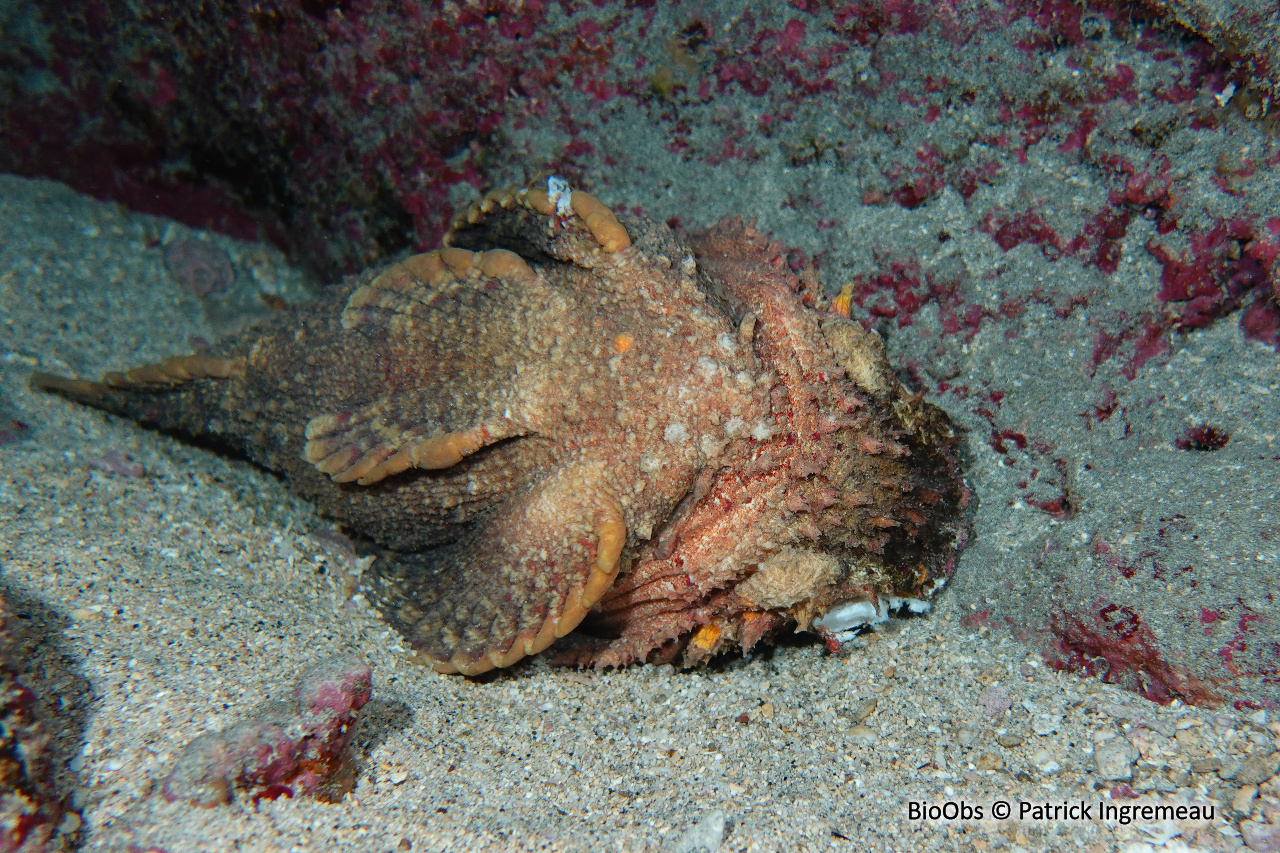 Poisson-pierre commun - Synanceia verrucosa - Patrick Ingremeau - BioObs