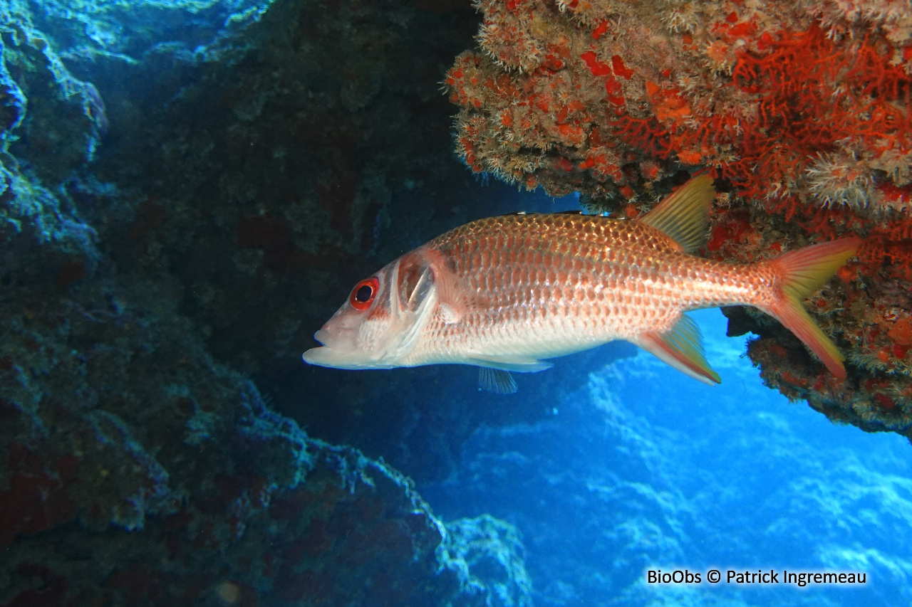 Poisson-écureuil argenté à bandes - Neoniphon opercularis - Patrick Ingremeau - BioObs