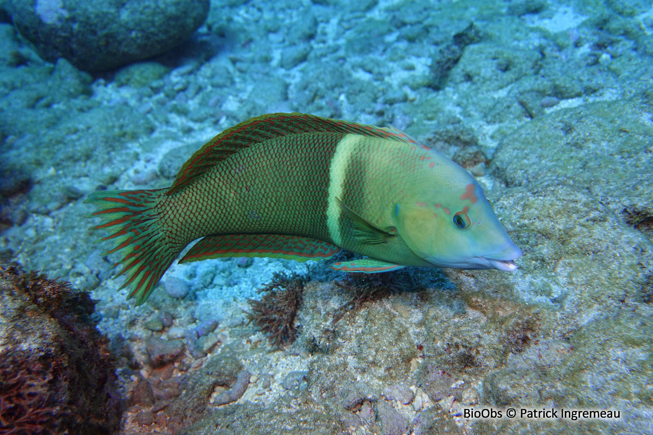 Girelle-clown - Coris aygula - Patrick Ingremeau - BioObs
