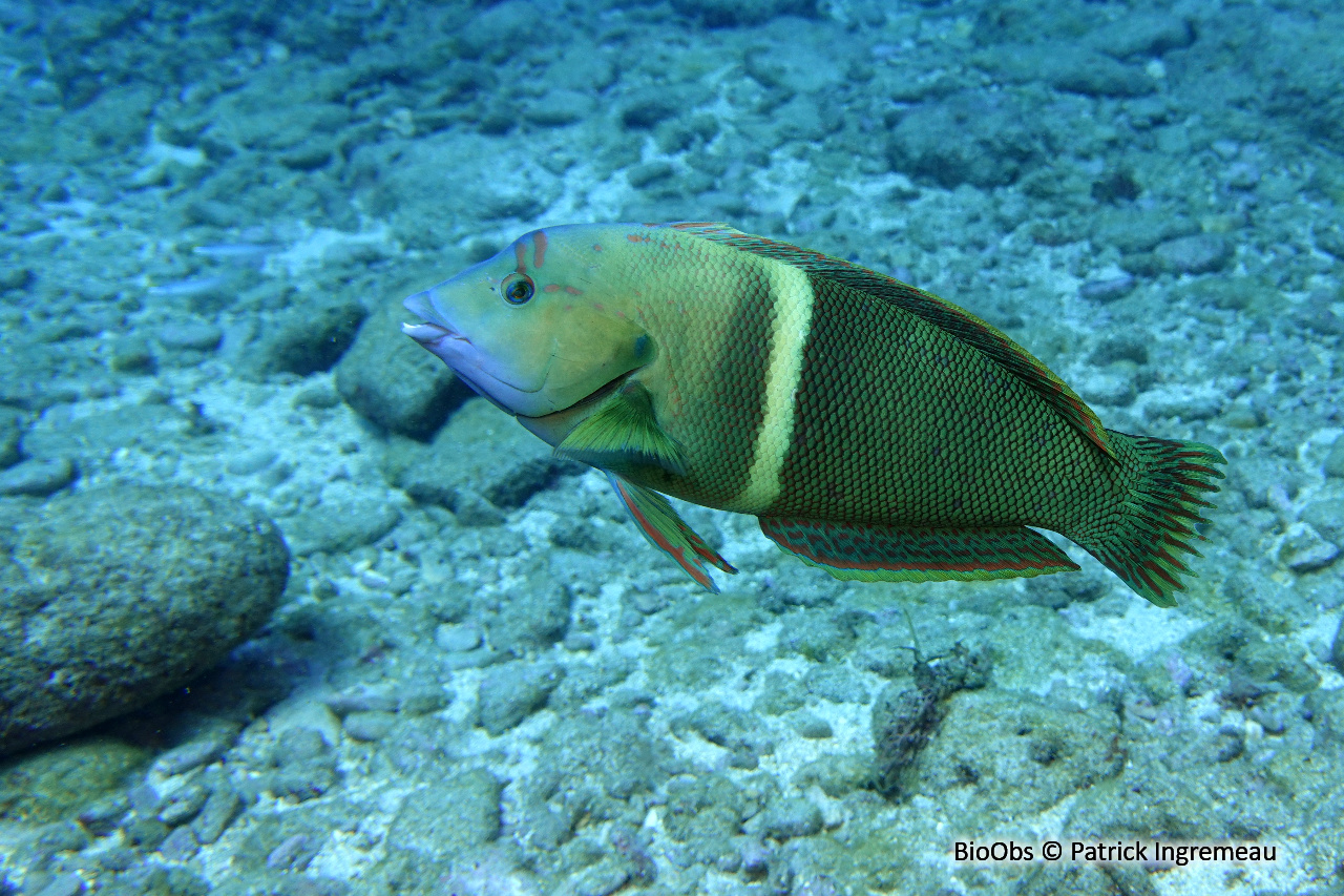 Girelle-clown - Coris aygula - Patrick Ingremeau - BioObs