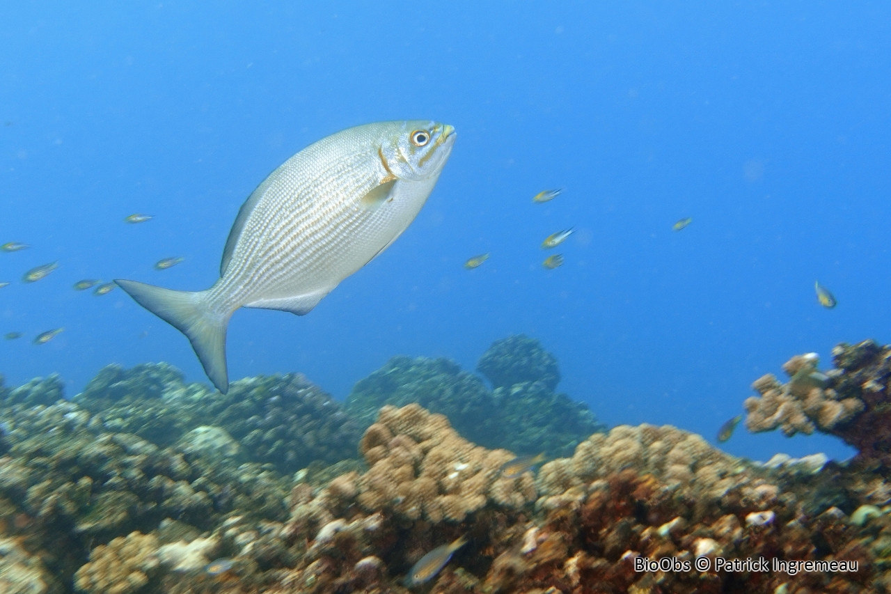 Saupe grise à lignes jaunes - Kyphosus vaigiensis - Patrick Ingremeau - BioObs