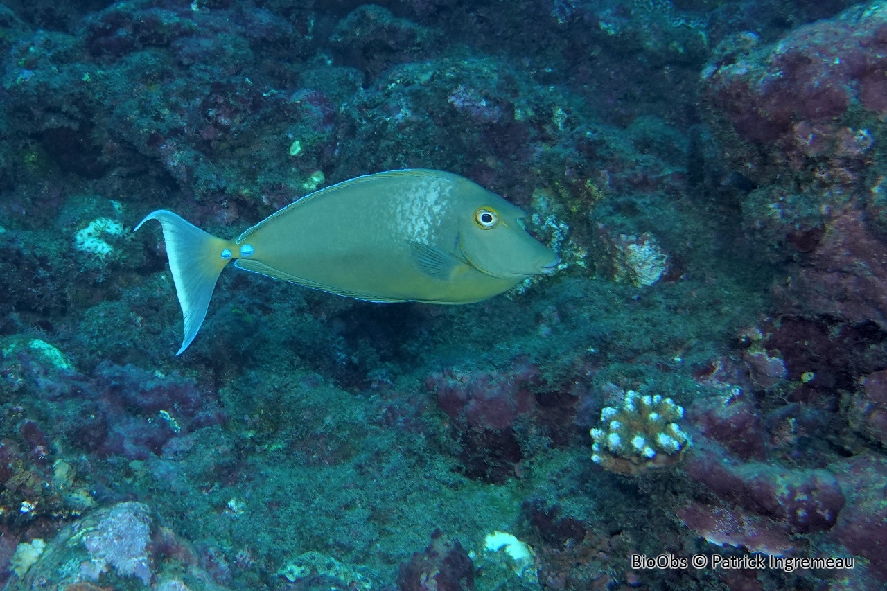 Nason à éperons bleus - Naso unicornis - Patrick Ingremeau - BioObs